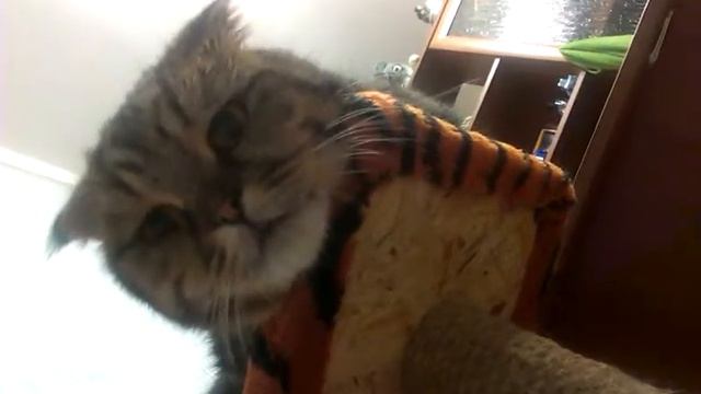 Саймон зомби(шотландский вислоухий кот,scottish fold cat) смотреть онлайн