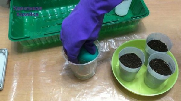 Лобелия.Супер способ посева лобелии на рассаду!Удобно, чтобы сеять очень мелкие семена!