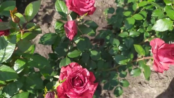 РЕД ИНТУИШЕН (Red Intuition), Delbard Франция, 1999 г. Срезочные (Florists Rose)