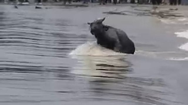 Затопление Черной речки репортаж