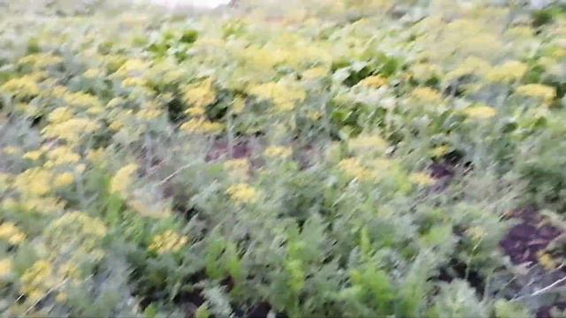Огород после дождя и немного про цыплят. смотреть онлайн