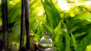 Фильтрация воды в аквариуме, перемешивание, течение, как лучше сделать.