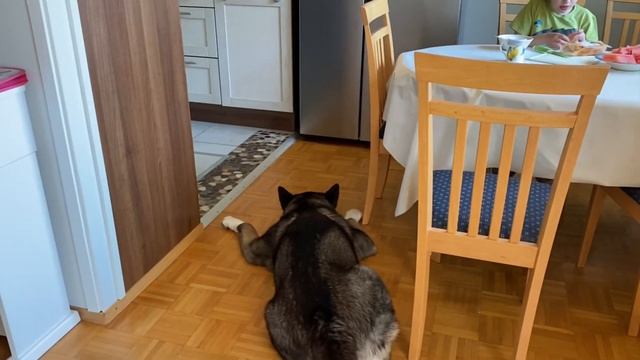 Американская Акита Молли// про лежаки и миски, кратко о воспитании смотреть онлайн