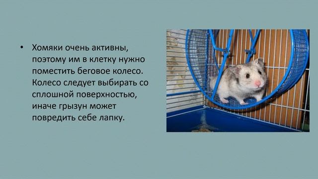 Морские свинки, хомяки, черепахи природоведение 6 кл смотреть онлайн