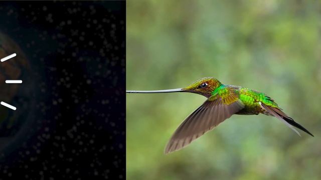 Кто такие Колибри?