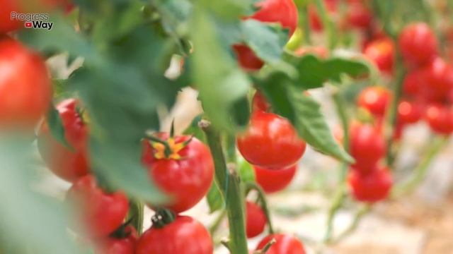 1 Таблетка И Нет Фитофторы На Томатах Больше Никогда! смотреть онлайн