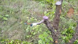 Прививка сортового абрикоса на дикий абрикос. Grafting of varietal apricot to wild apricot.