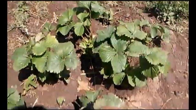 Нематода?...Обработка после стресса. Виноград. смотреть онлайн