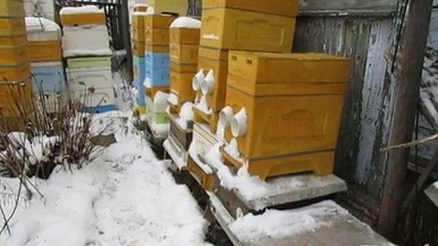 зимовка пчел в ульях ппу и ппс - убирать в зимовник или зимовать на воле , как определить смотреть онлайн