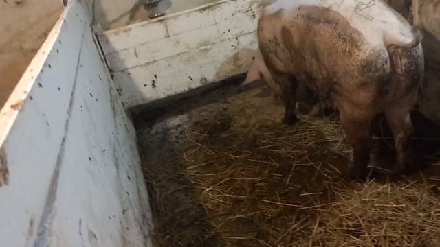 Свиноматка не приходить в охоту🐖😔 смотреть онлайн