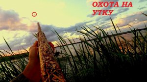 ОХОТА НА УТКУ 2020!!! ОХОТА НА УТКУ С МАНКОМ. ОХОТА НА УТОК 2020  / MAX HUNTER