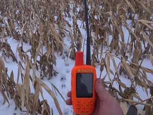 Охота на кабана в кукурузе с лайками. Нарвались на большое стадо. Boar hunting with huskies.