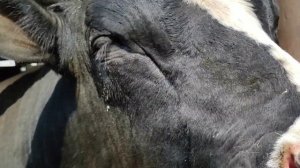 ЗАБОЙ БЫКА ЧЕРЕЗ МЕСЯЦ /ОТКОРМ БЫКОВ НА МЯСО