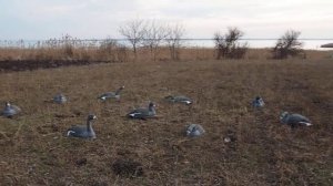 Обзор на чучела Комплект гусей Белолобых скорлупки ( Пеленг-АСС г. Краснодар)