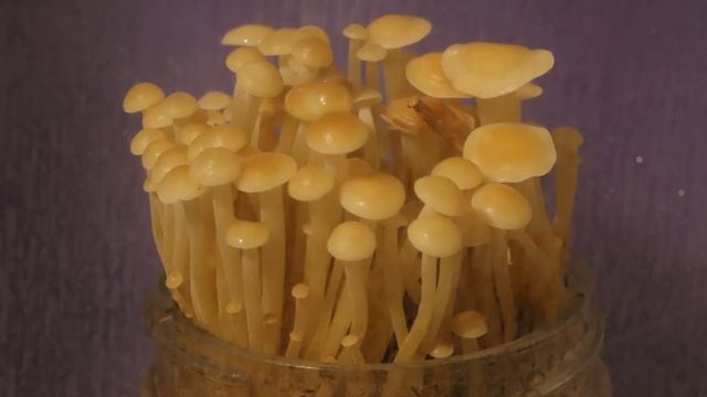 Enoki mushroom growth time-lapse смотреть онлайн