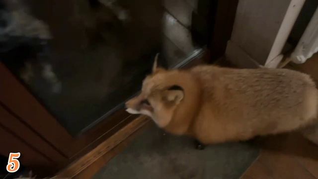 ЛИСЯО. Алиса - Лиса. Разговорчивая смотреть онлайн