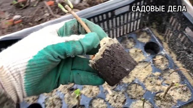 Результат черенкования гортензии | Про каштаны и жёлуди | САДОВЫЕ ДЕЛА #черенкованиегортензии смотреть онлайн
