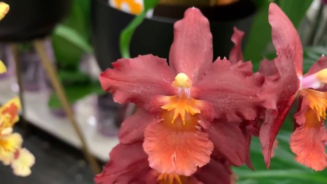 Шоу орхидей в Бауцентре 25 января 2021г. Ягуар, Голден Леопард, Виолет Квин, Синголо смотреть онлайн