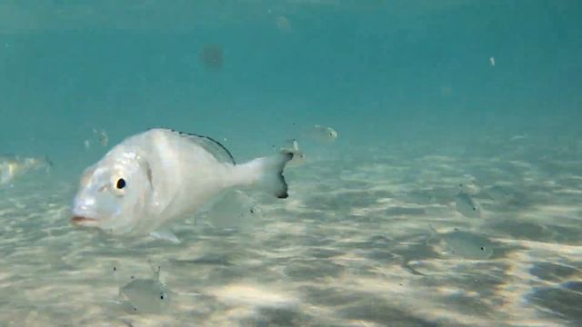 Costa Blanca, Orihuela смотреть онлайн