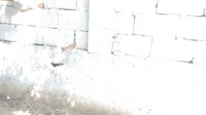 Голуби Таджикистана высоколётные бойные птицы