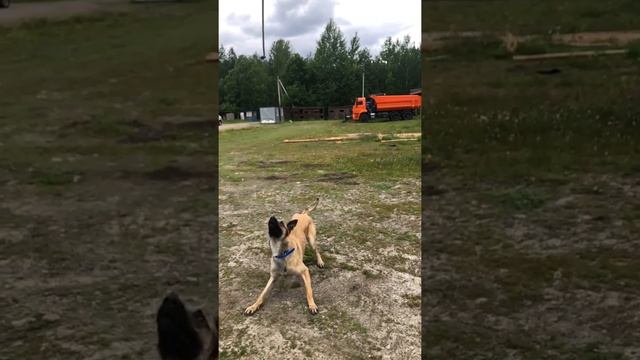 Бельгийская овчарка (малинуа) - сила и грация смотреть онлайн