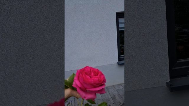 Розы в цвету - Обзор по розам - Роза "Bienvenue" смотреть онлайн