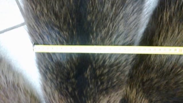 Шкуры енотовидной собаки крашенные смотреть онлайн