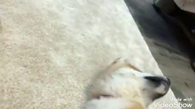 Щенки акита-ину Волгоград смотреть онлайн