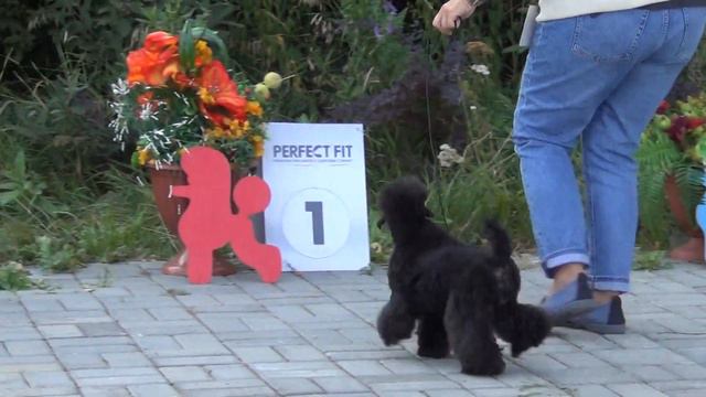 467 Моно пуделей "Челяба-2021"29,08,2021. JE SUIS MARGO S TAINSTVENNOGO OSTROVA. смотреть онлайн