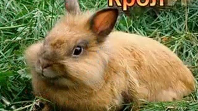 Домашние животные для малышей! смотреть онлайн