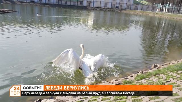 Лебеди вернулись смотреть онлайн