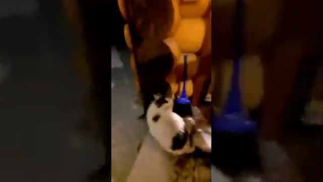 кот который любит парится в бане. Автор Андрей Метлевский г. Миасс смотреть онлайн