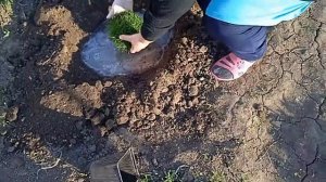 Армерия (Armeria) посадка в открытый грунт?