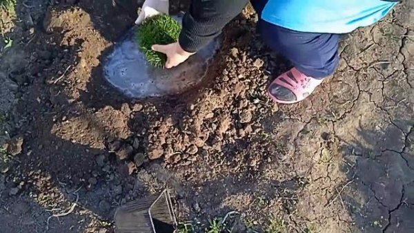 Армерия (Armeria) посадка в открытый грунт?