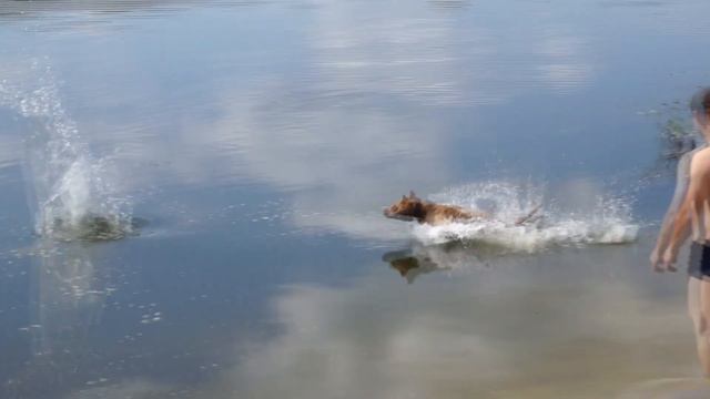 прыжки в воду. SHANTEL' CHOKLET LEDY (питбуль Спарта) смотреть онлайн