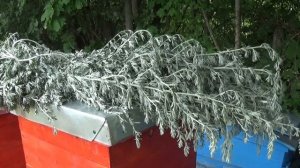 ПОЛЫНЬ ДЛЯ ПЧЁЛ