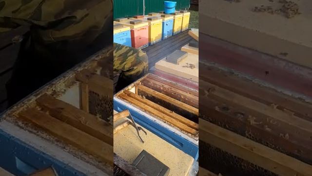 Изоляция Маток подготовка пчёл в зиму!!!#малыхин#миленин#ковалев#изоляцияматок#изолятор