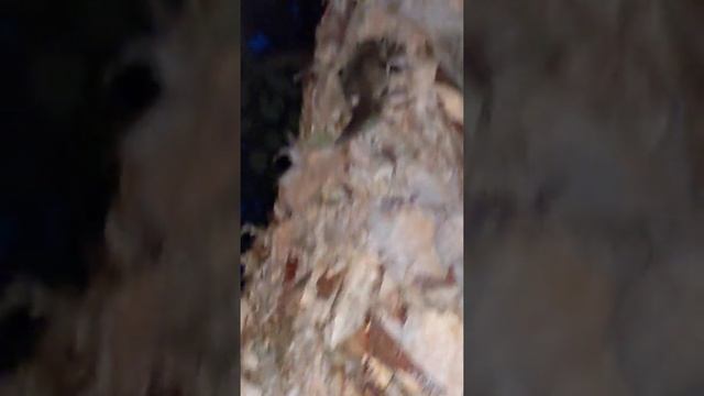 crAzY FlYinG SqUiRReL смотреть онлайн