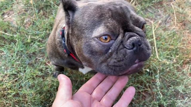 заценила МАСЯ МАМИНЫ груши и проверила дачу смотреть онлайн