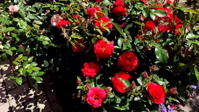 Хосты, розы, клематисы. прогулка по саду Подмосковье смотреть онлайн