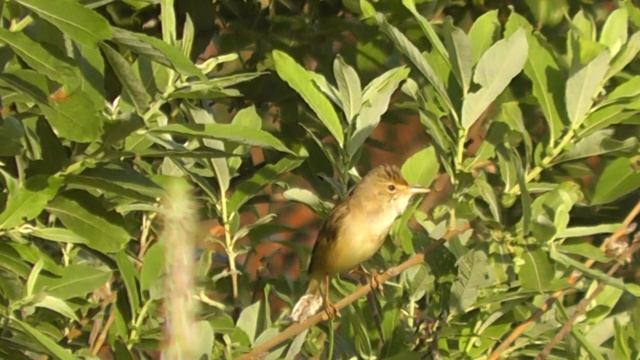 Болотная камышовка смотреть онлайн