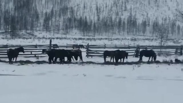 2 мая 2021 г. выпал снег где-то 15 см. жеребец Чингис. смотреть онлайн