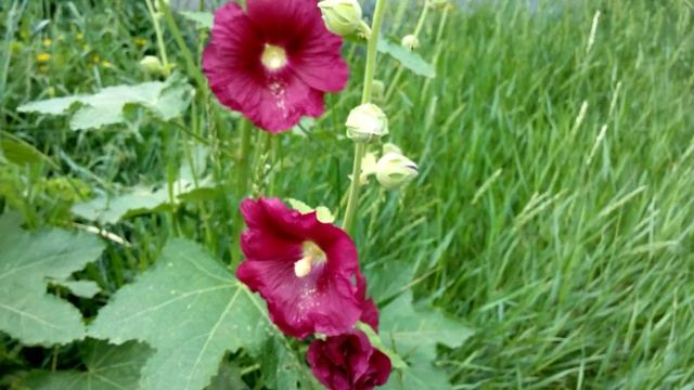 Мальва Просвирник красная ( не махровая ) высокие цветы для больших клумб смотреть онлайн