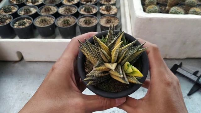 Haworthia Limifolia Variegata смотреть онлайн