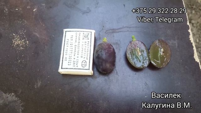 Новинка Калугина В.М. Виноград вкуснее Клубничного - Василек. Беларусь 30 августа 2023. смотреть онлайн