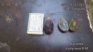 Новинка Калугина В.М. Виноград вкуснее Клубничного - Василек. Беларусь 30 августа 2023.