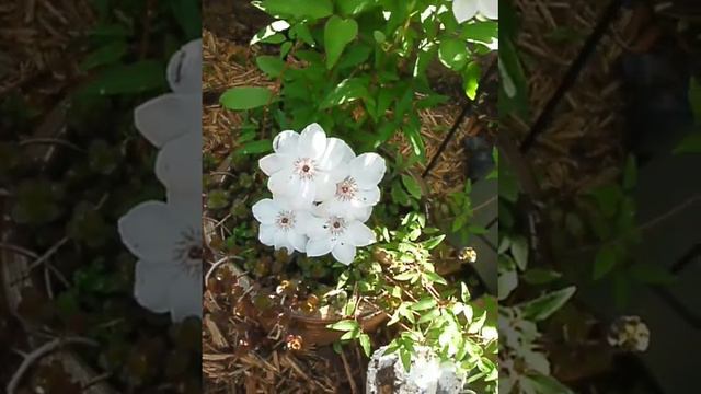 clematis spring 2013