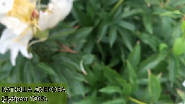 Цветение пионов 18 июня 2020 смотреть онлайн