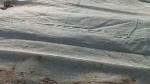 Картофель под пленкой. Как собрать урожай поскорее?