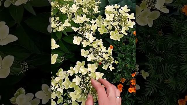 Метельчатая гортензия Пастель Грин (Pastel Green) смотреть онлайн
